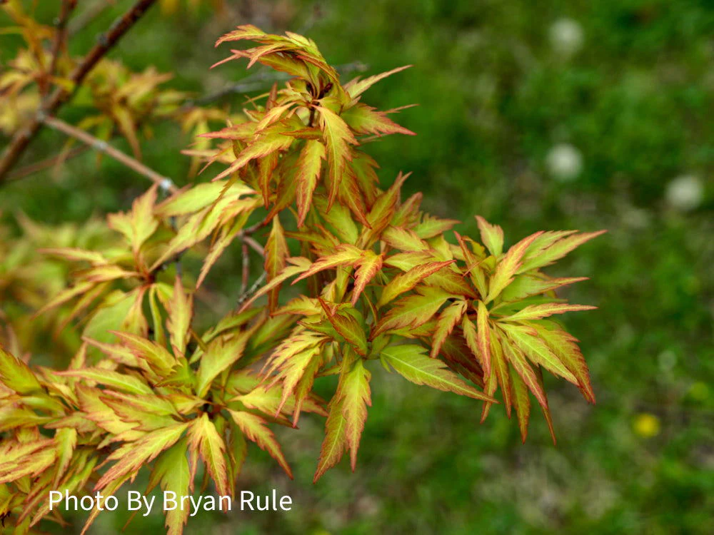 Acer palmatum 'Hanezu hagoromo' Orange Hagoromo Japanese Maple - Image 8