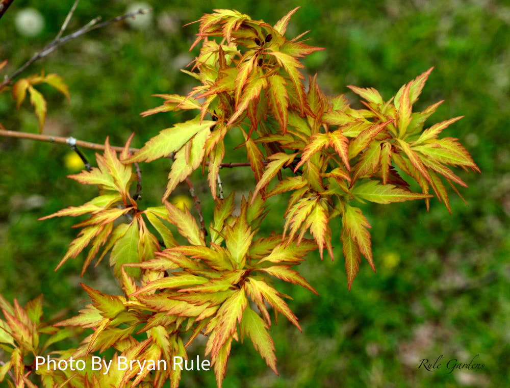 Acer palmatum 'Hanezu hagoromo' Orange Hagoromo Japanese Maple - Image 9