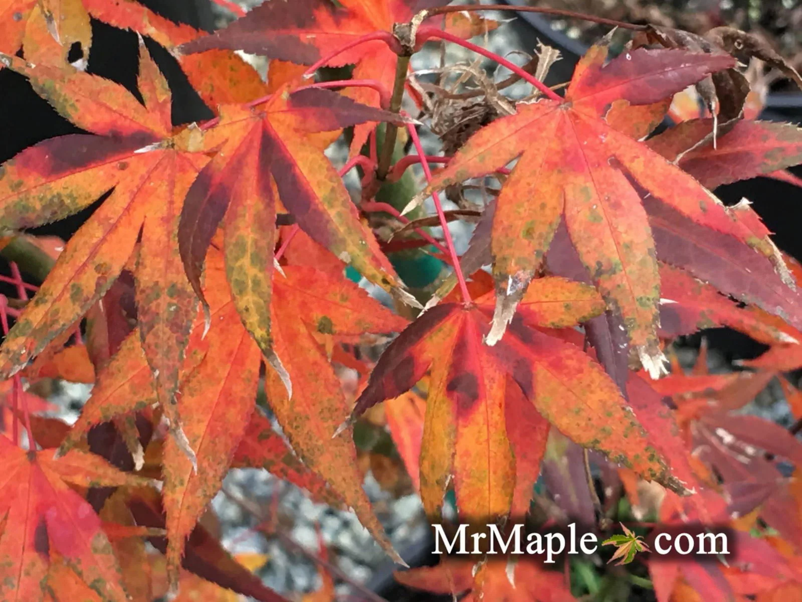 Acer palmatum 'Marjan' Hardy Red Japanese Maple - Image 3