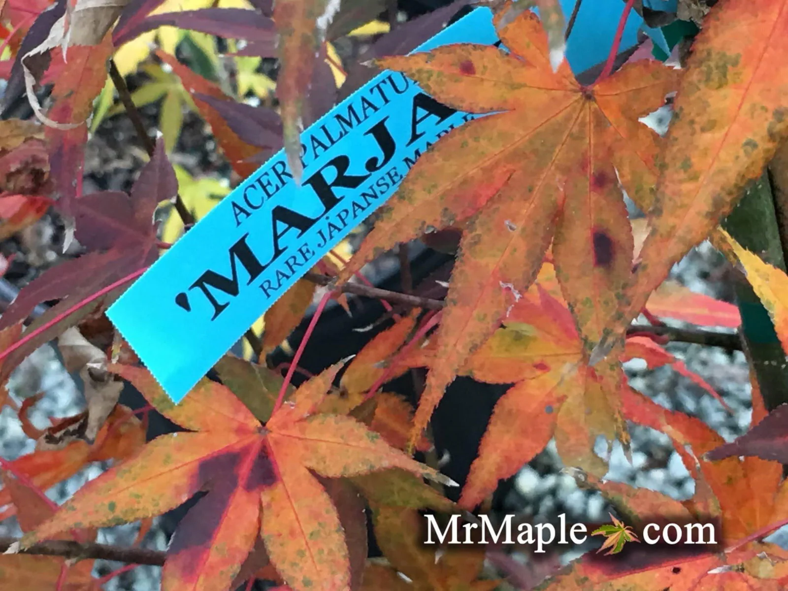 Acer palmatum 'Marjan' Hardy Red Japanese Maple - Image 4