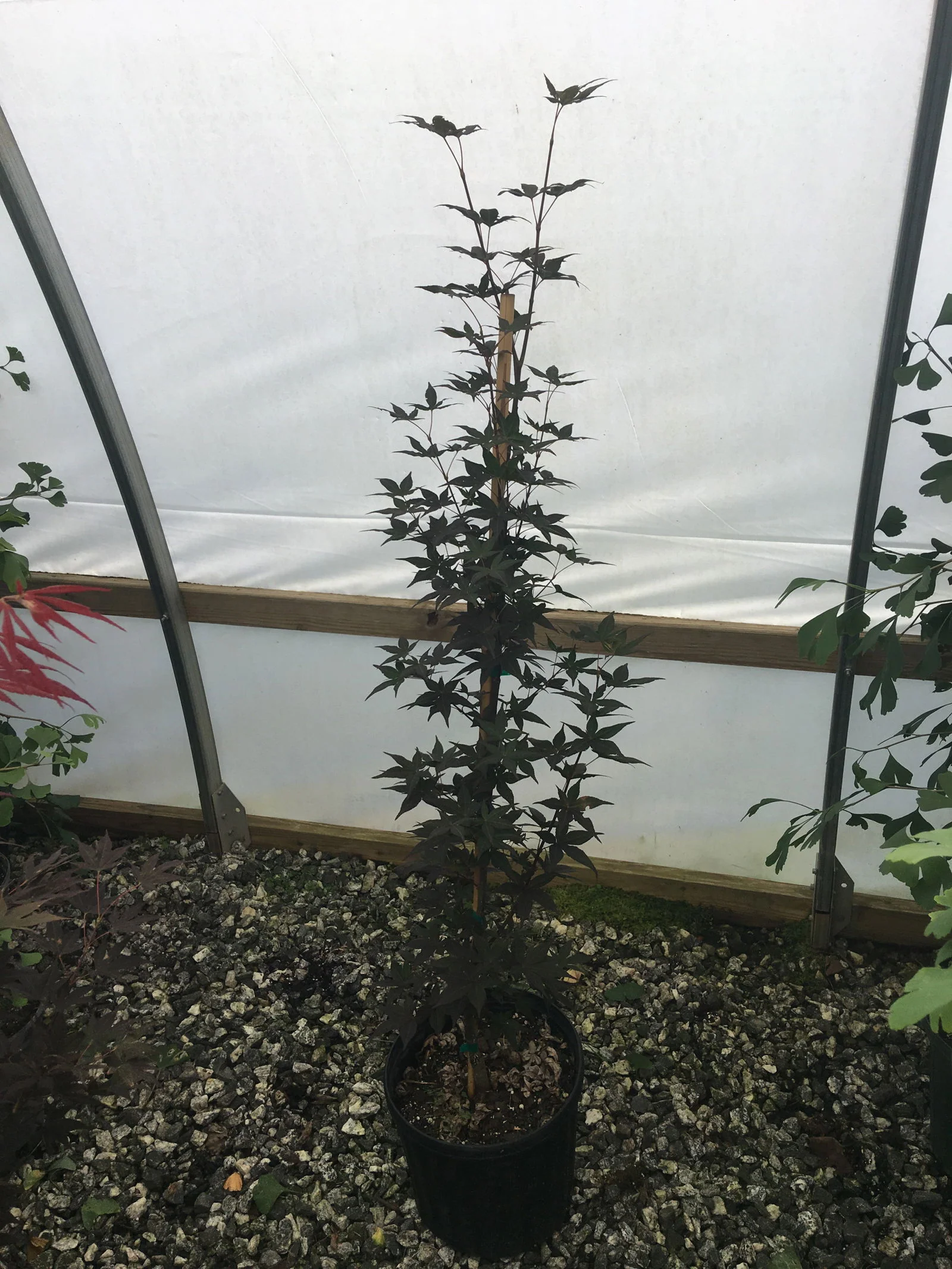 Acer palmatum 'Marjan' Hardy Red Japanese Maple - Image 5