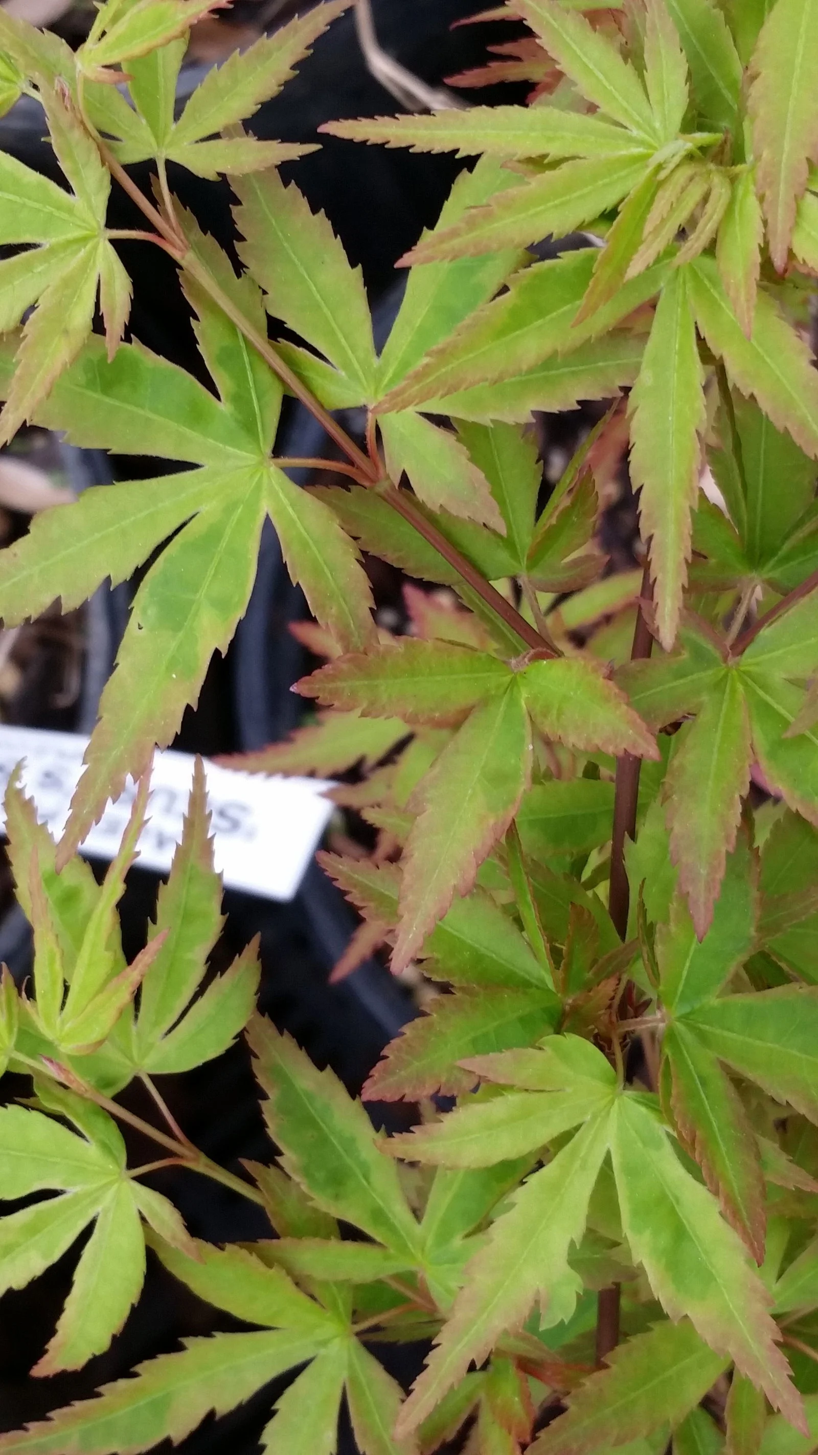 Acer palmatum 'Seuss's Sister' Dwarf Variegated Japanese Maple - Image 3