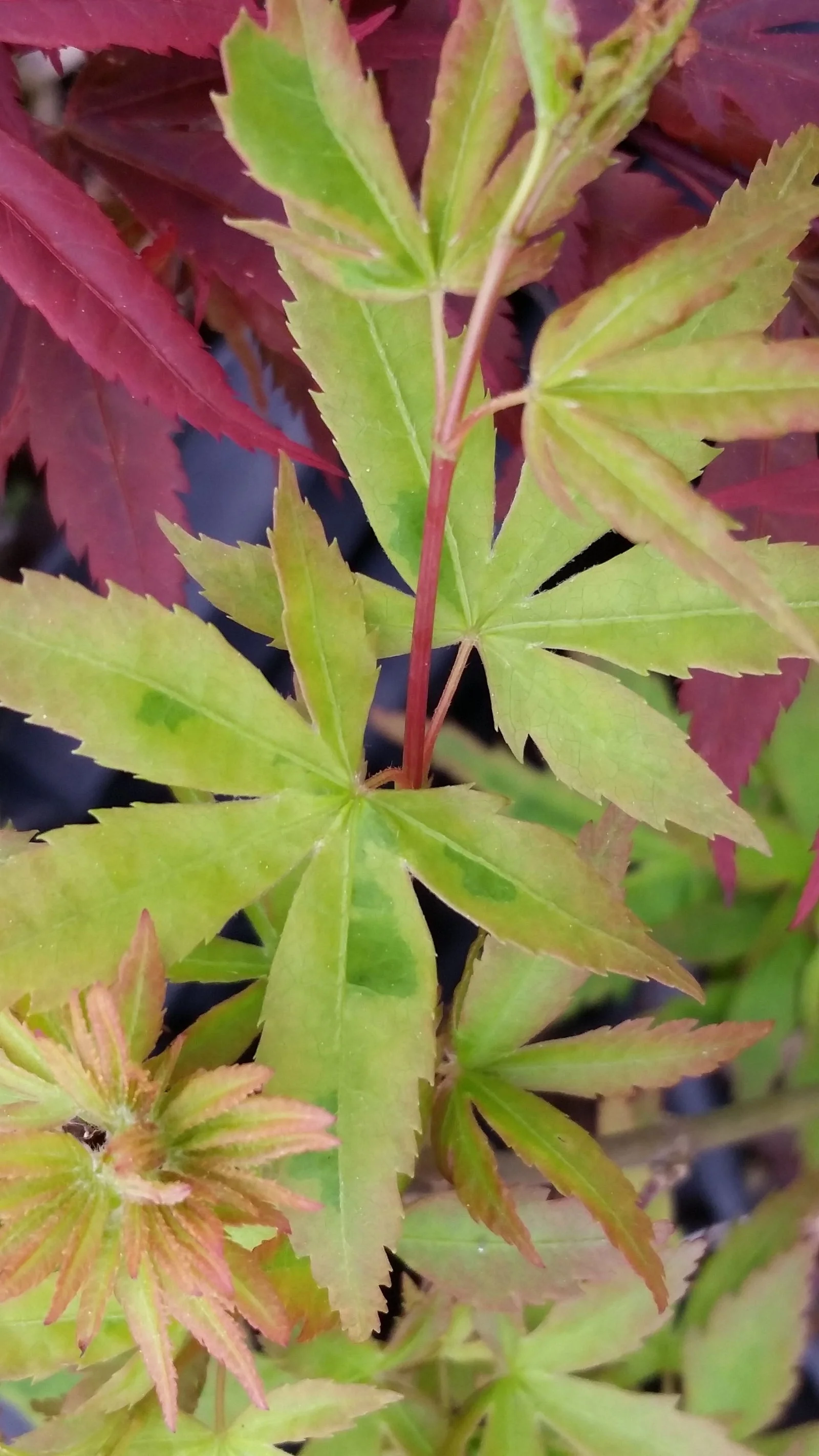 Acer palmatum 'Seuss's Sister' Dwarf Variegated Japanese Maple - Image 4