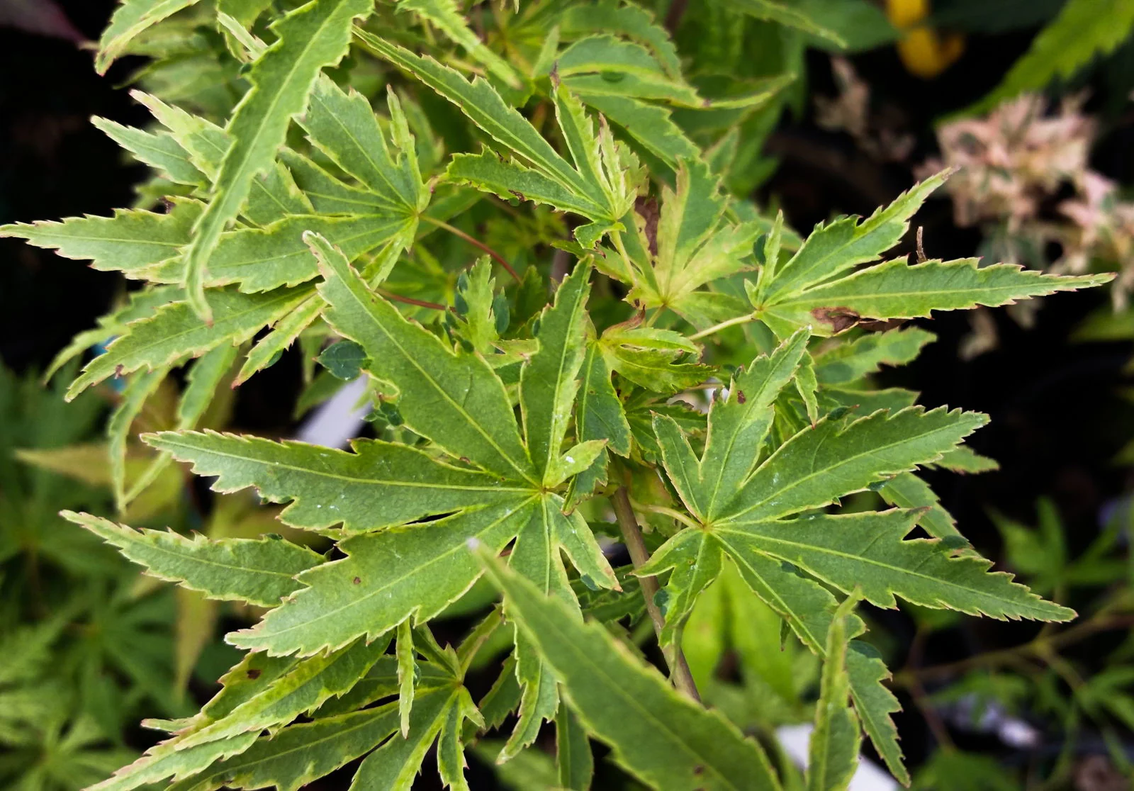 Acer palmatum 'Seuss's Sister' Dwarf Variegated Japanese Maple - Image 5