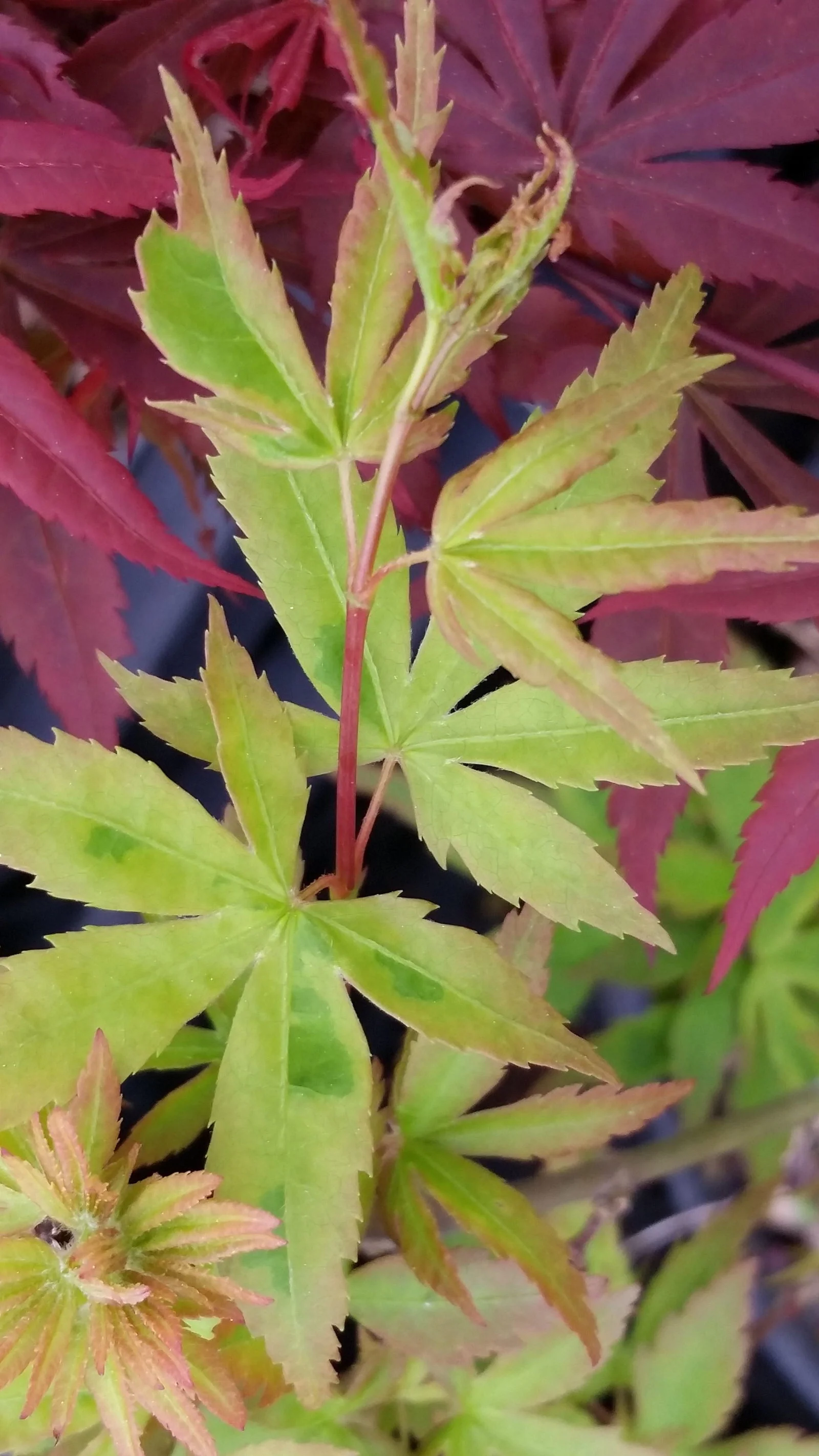 Acer palmatum 'Seuss's Sister' Dwarf Variegated Japanese Maple - Image 6