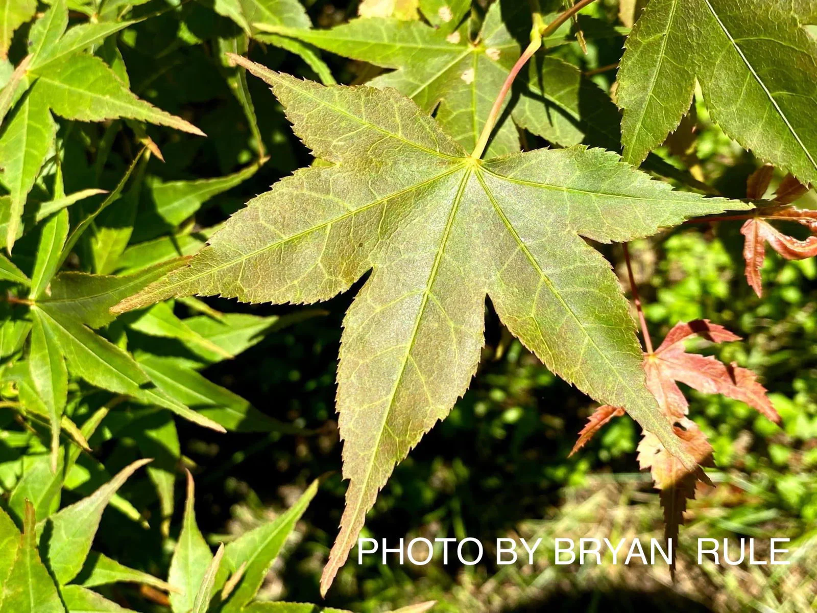 Acer palmatum 'Shigure zome' Japanese maple - Image 3