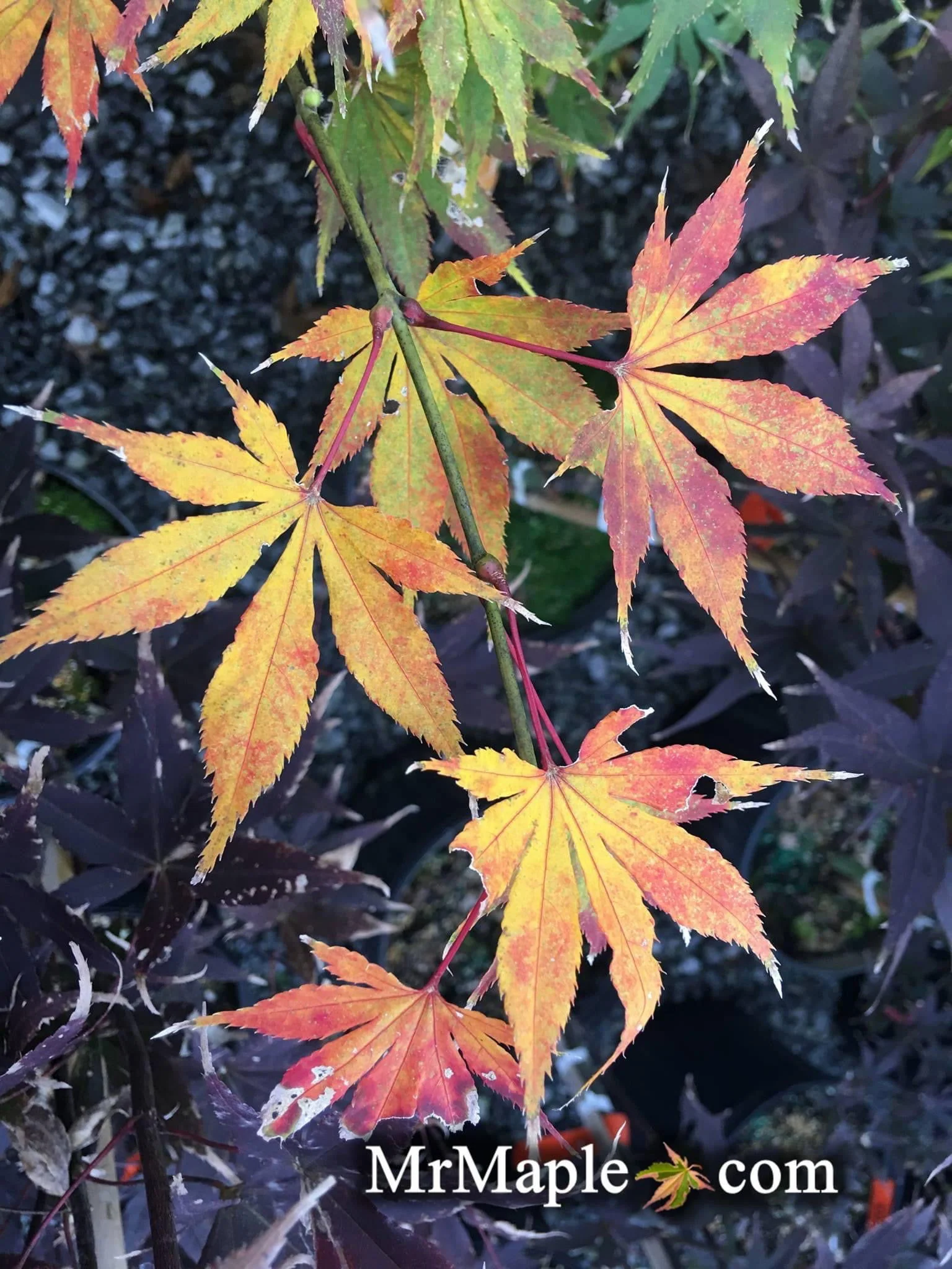 Acer palmatum 'Tsukabane' Japanese Maple - Image 3