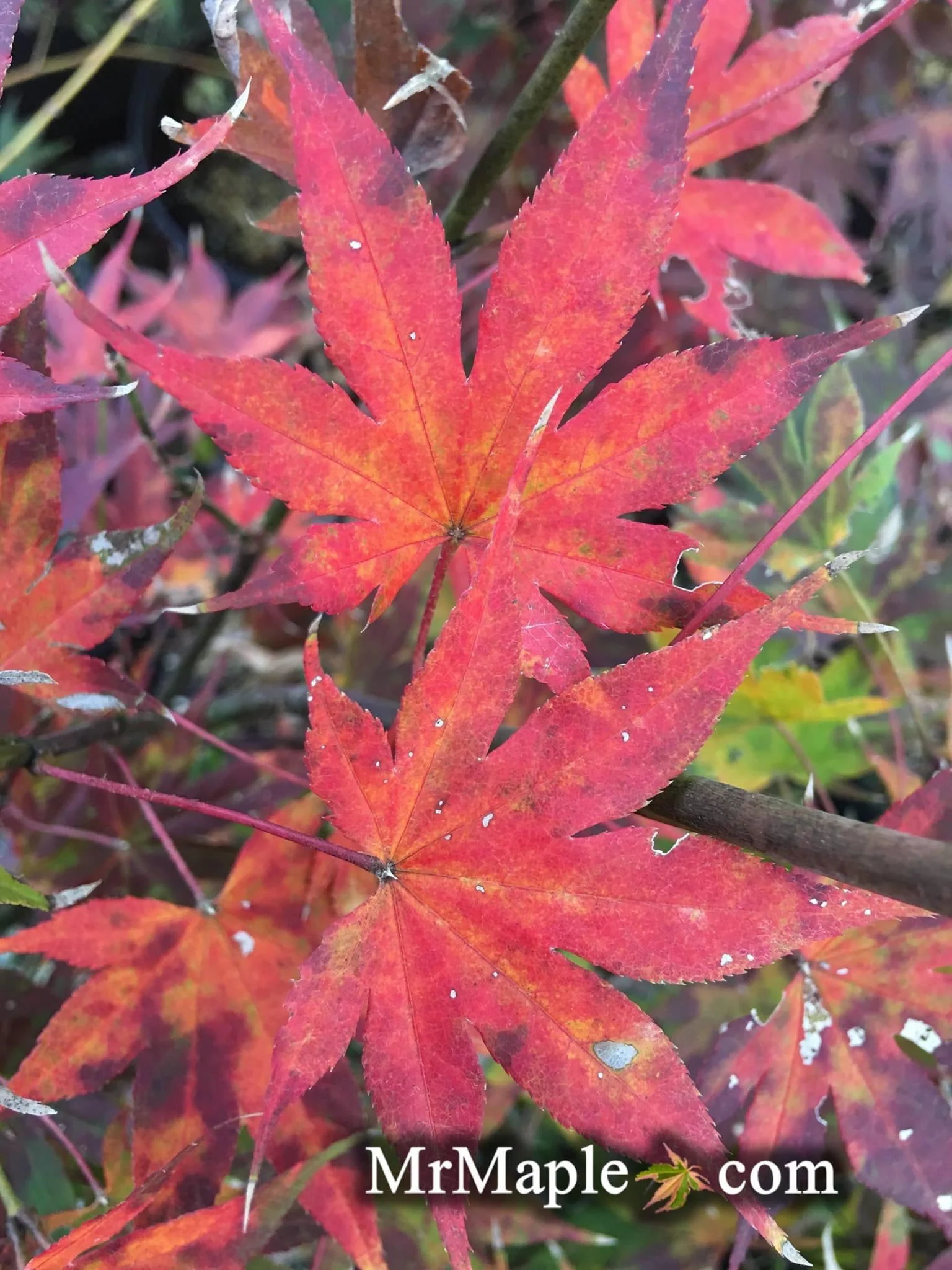 Acer palmatum 'Tsukabane' Japanese Maple - Image 4