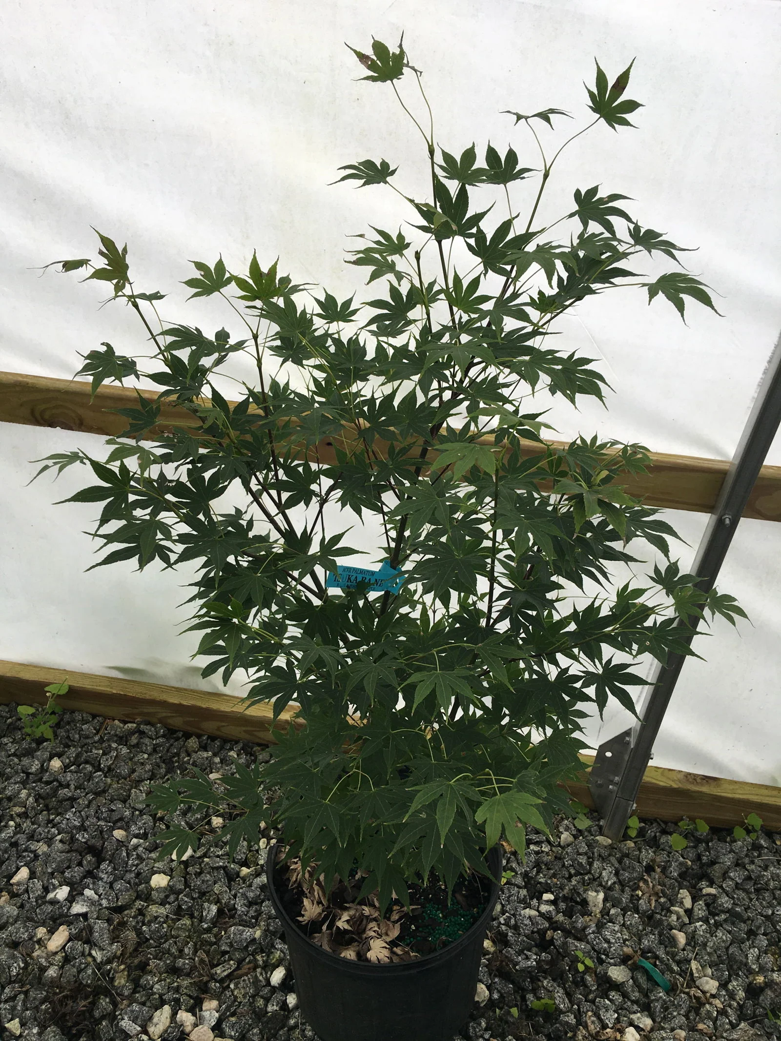 Acer palmatum 'Tsukabane' Japanese Maple - Image 5