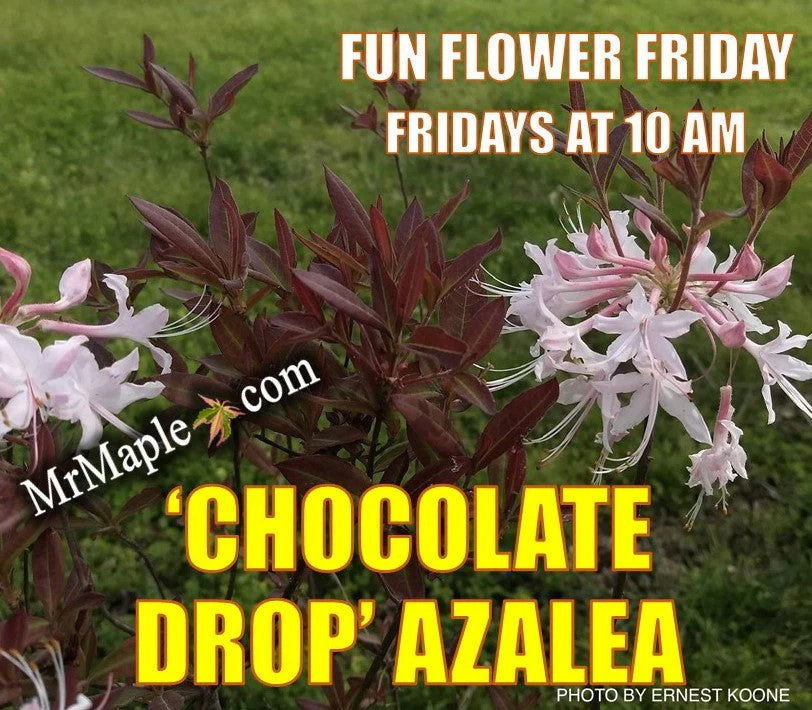 Azalea 'Chocolate Drop’ Pink Flowering Deciduous Mountain Azalea - Image 3