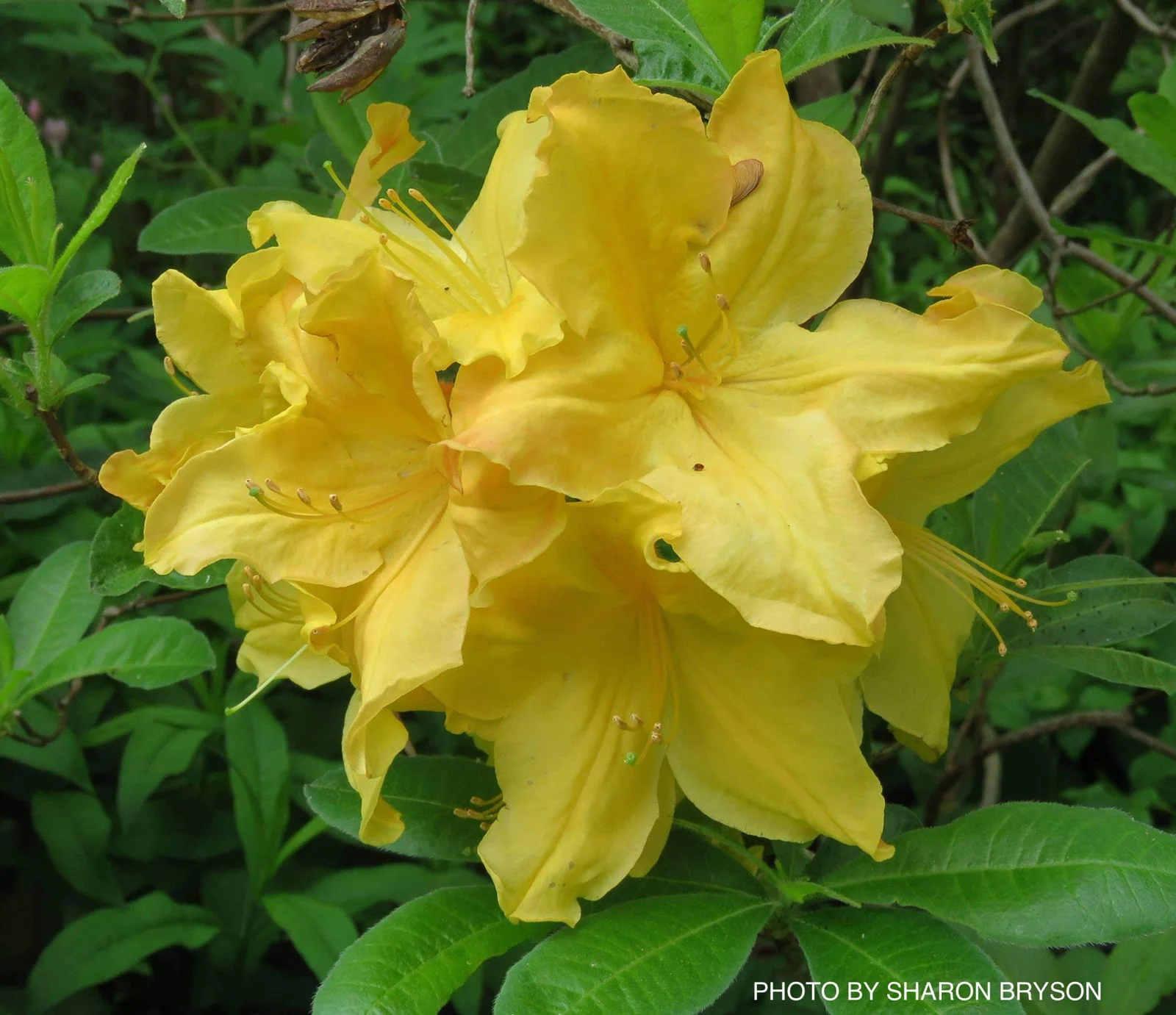 Azalea 'Golden Lights’ Yellow Orange Flowers Azalea Northern Lights - Image 3