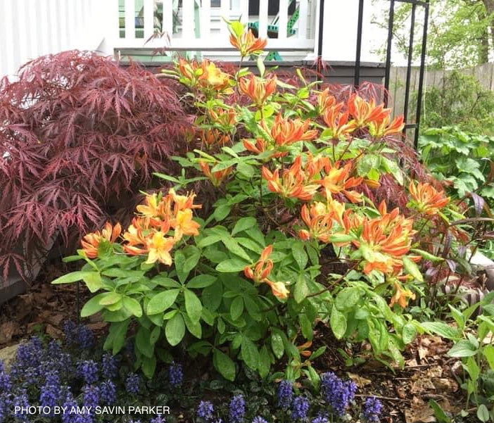 Azalea 'Golden Lights’ Yellow Orange Flowers Azalea Northern Lights - Image 4