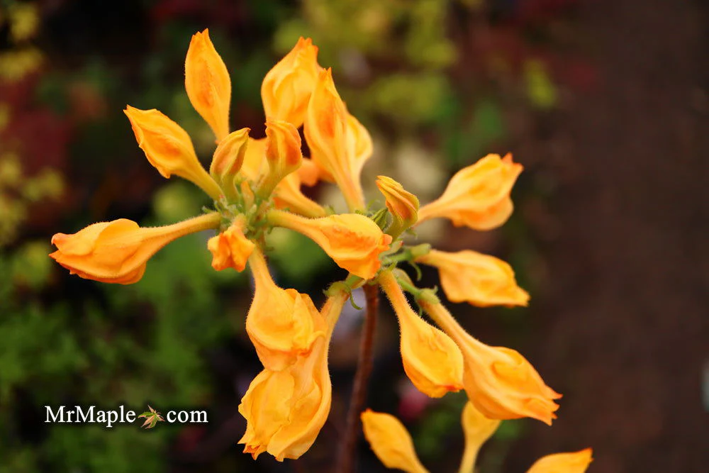 Azalea 'Golden Lights’ Yellow Orange Flowers Azalea Northern Lights - Image 5