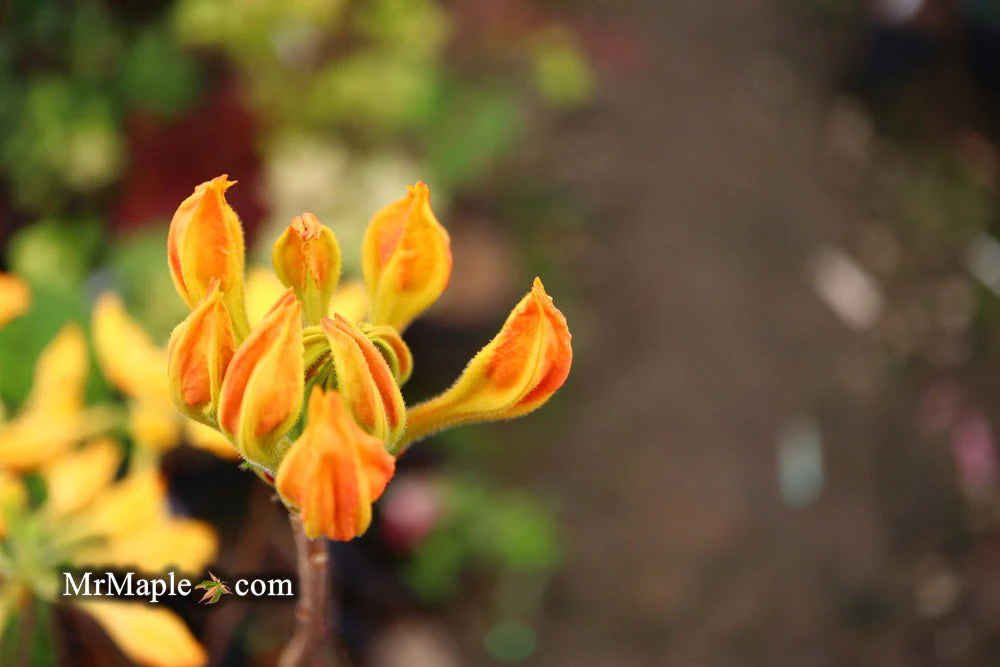 Azalea 'Golden Lights’ Yellow Orange Flowers Azalea Northern Lights - Image 6