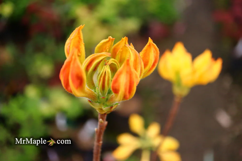 Azalea 'Golden Lights’ Yellow Orange Flowers Azalea Northern Lights - Image 7
