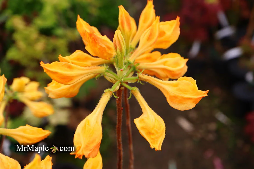 Azalea 'Golden Lights’ Yellow Orange Flowers Azalea Northern Lights - Image 8