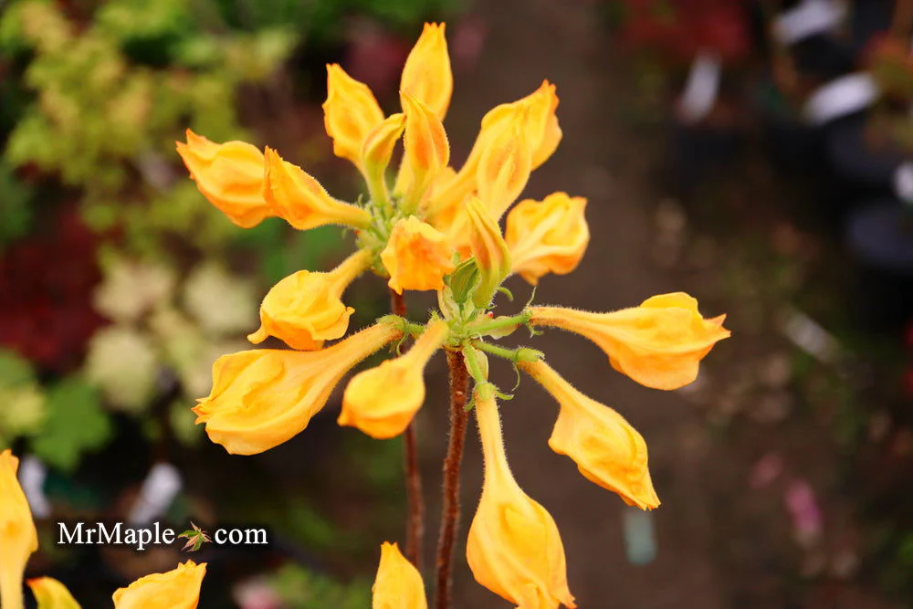 Azalea 'Golden Lights’ Yellow Orange Flowers Azalea Northern Lights - Image 9