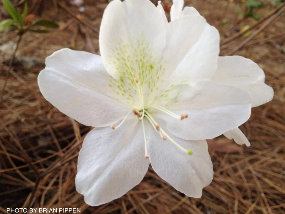 Azalea 'Irish Cream’ Holly Springs White Azalea - Image 3