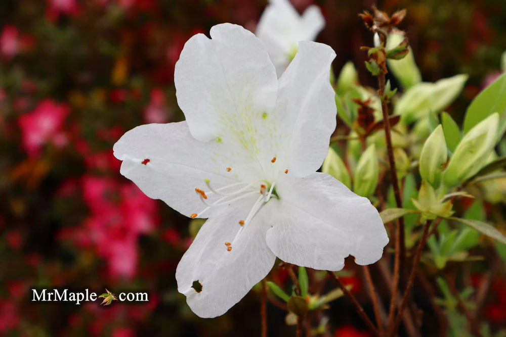 Azalea 'Irish Cream’ Holly Springs White Azalea - Image 4