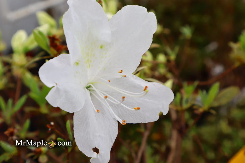 Azalea 'Irish Cream’ Holly Springs White Azalea - Image 5