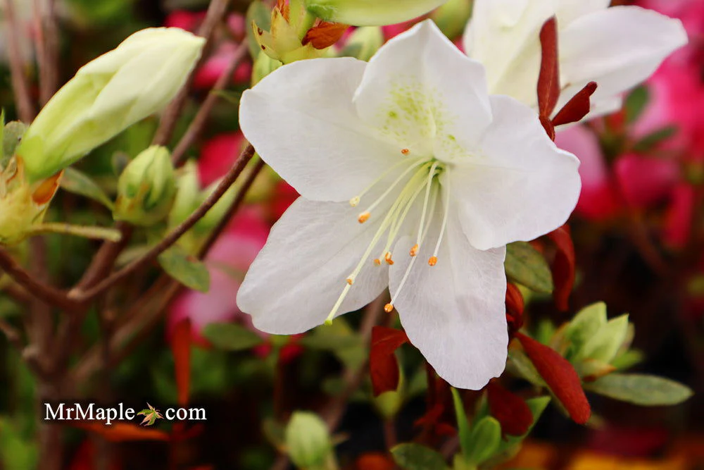 Azalea 'Irish Cream’ Holly Springs White Azalea - Image 6