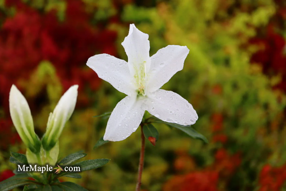 Azalea 'King's White’ Southern Indica Azalea - Image 10