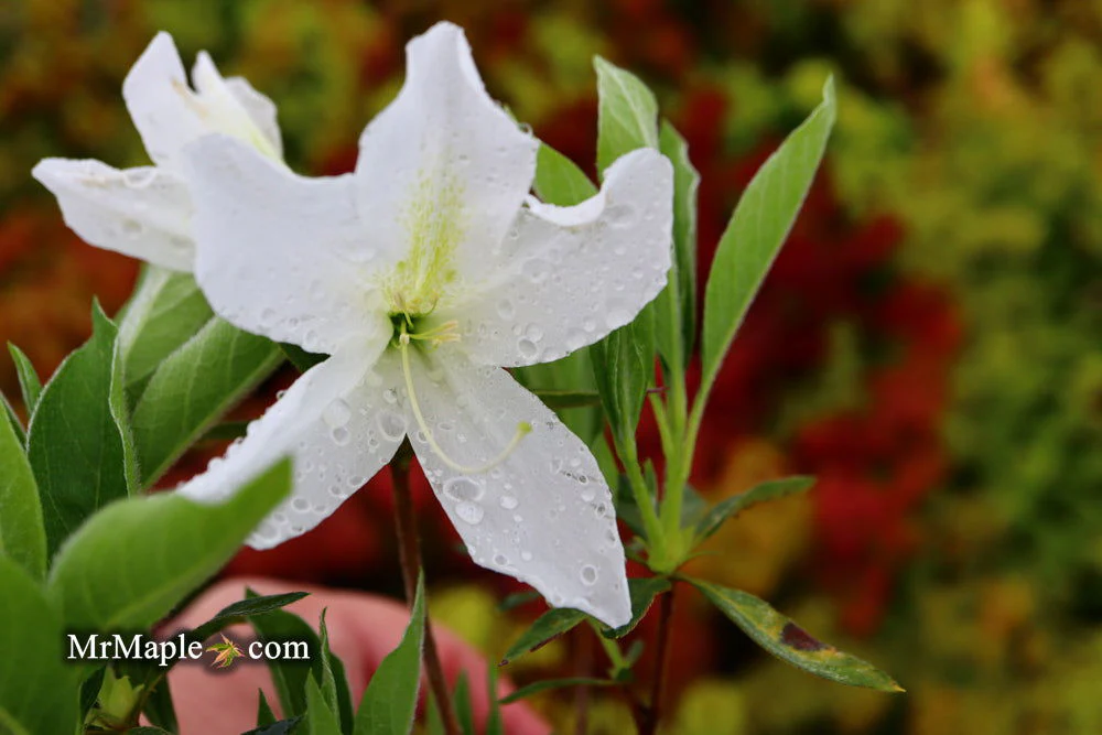 Azalea 'King's White’ Southern Indica Azalea - Image 11