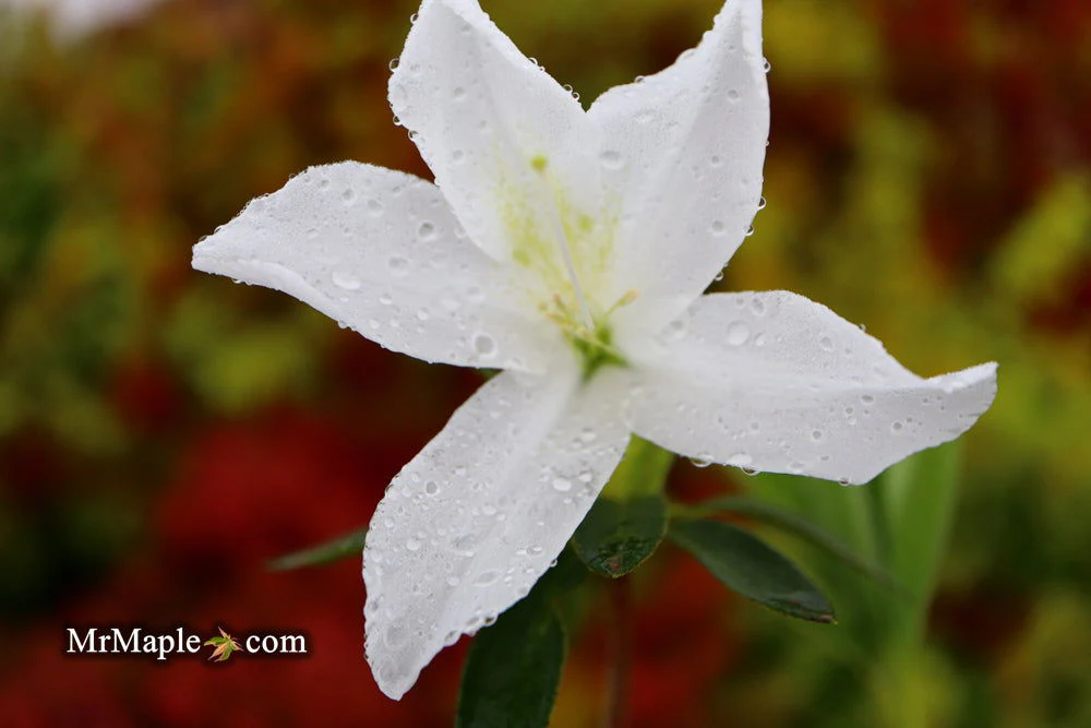 Azalea 'King's White’ Southern Indica Azalea - Image 3