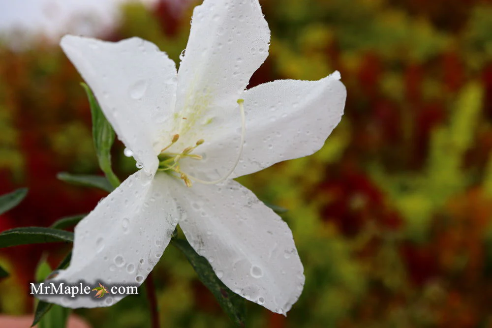 Azalea 'King's White’ Southern Indica Azalea - Image 4
