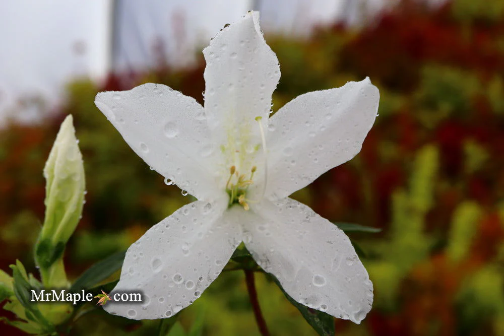 Azalea 'King's White’ Southern Indica Azalea - Image 5