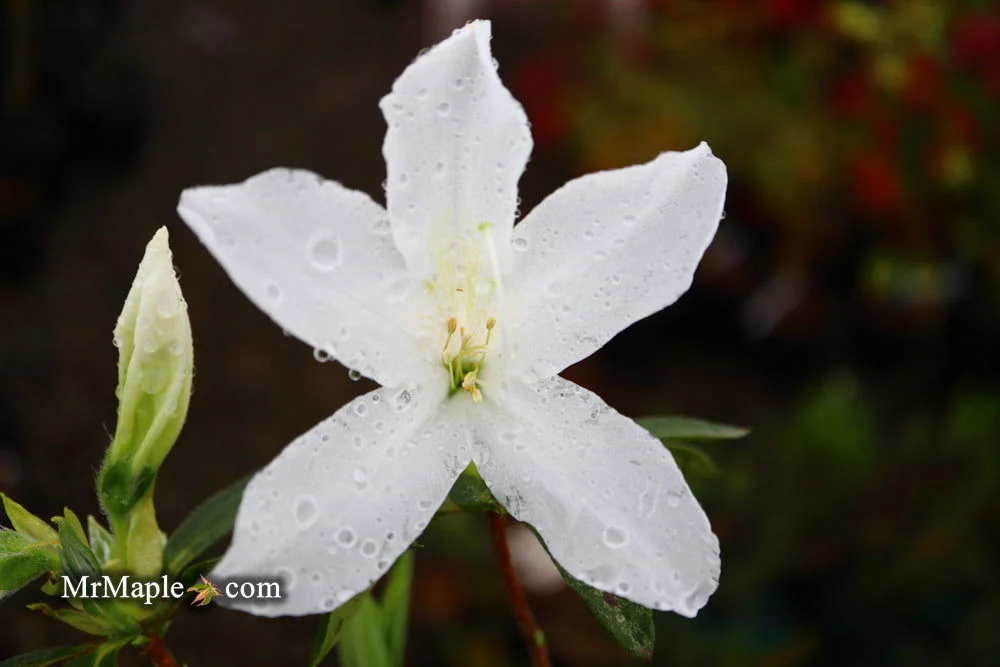 Azalea 'King's White’ Southern Indica Azalea - Image 6