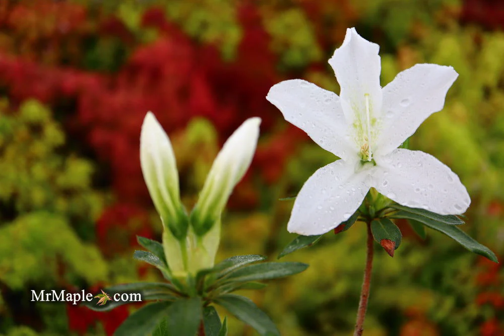 Azalea 'King's White’ Southern Indica Azalea - Image 7