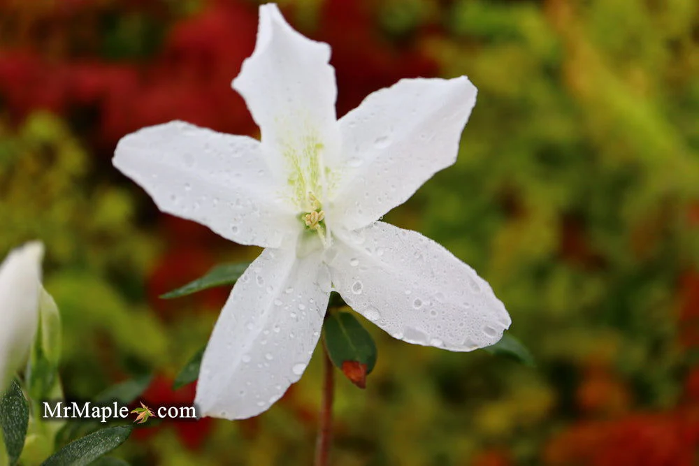 Azalea 'King's White’ Southern Indica Azalea - Image 8