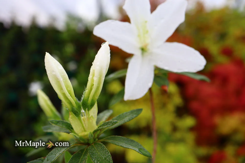 Azalea 'King's White’ Southern Indica Azalea - Image 9
