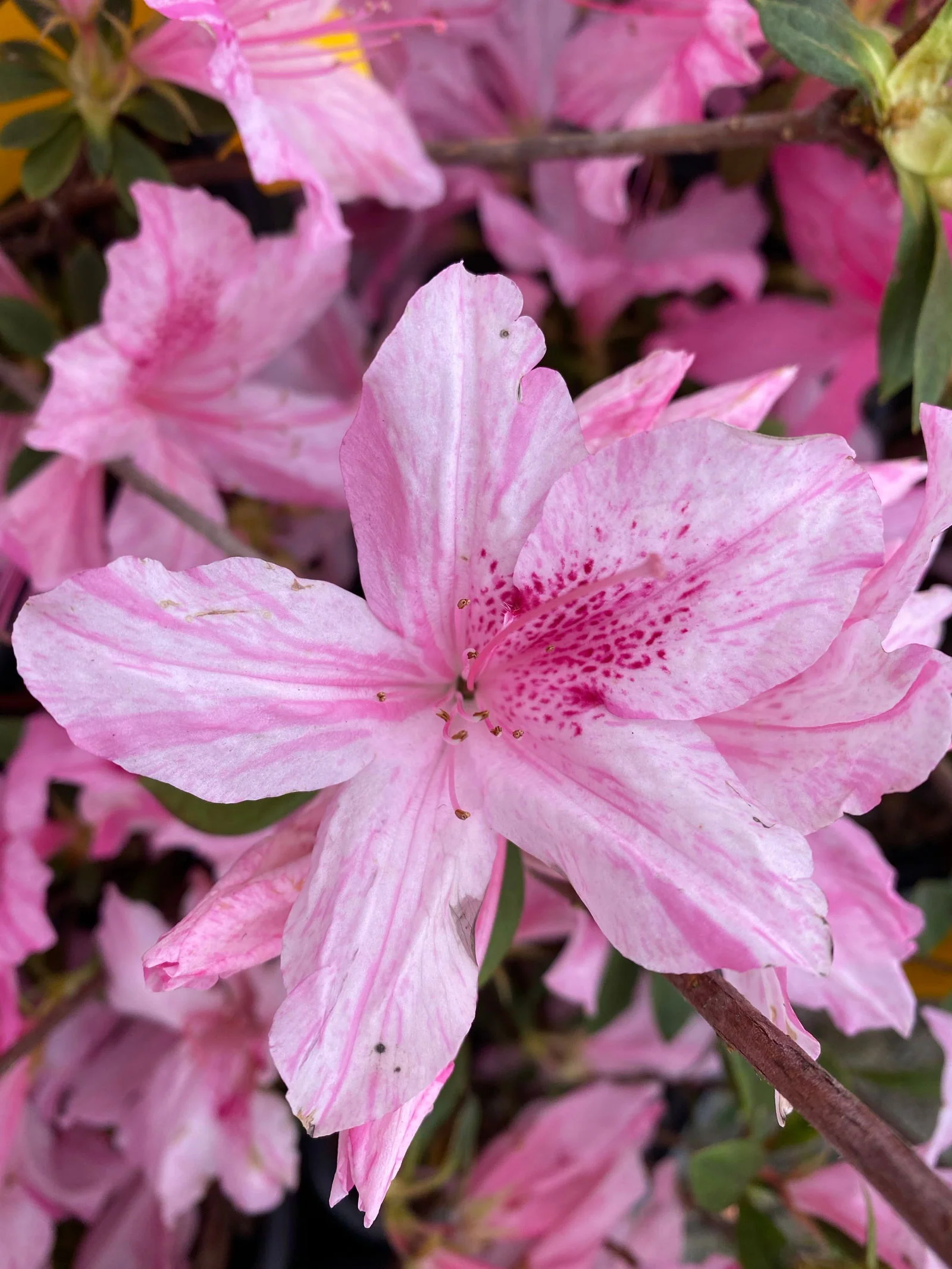 Azalea 'North Lake Beauty’ Pink Variegated Azalea - Image 10