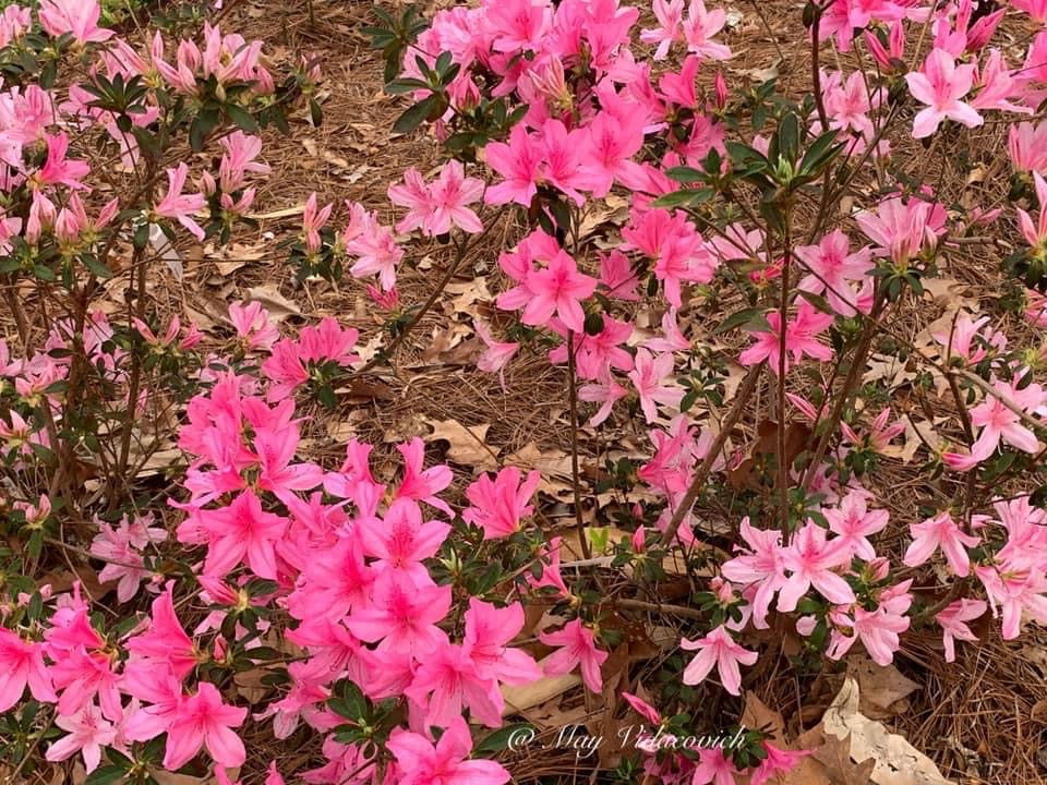 Azalea 'North Lake Beauty’ Pink Variegated Azalea - Image 11