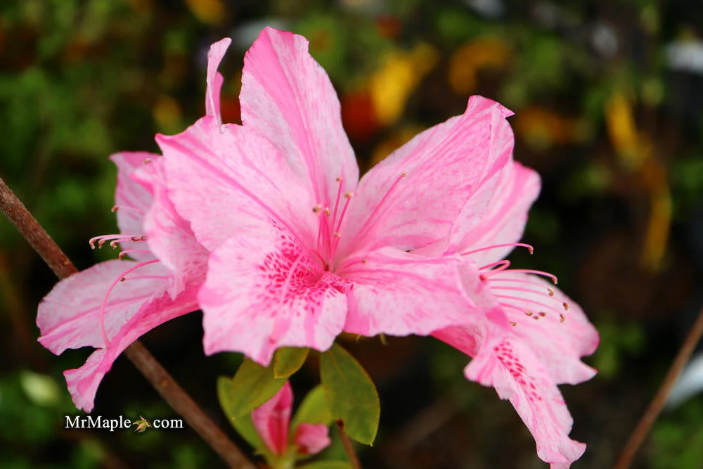 Azalea 'North Lake Beauty’ Pink Variegated Azalea - Image 12
