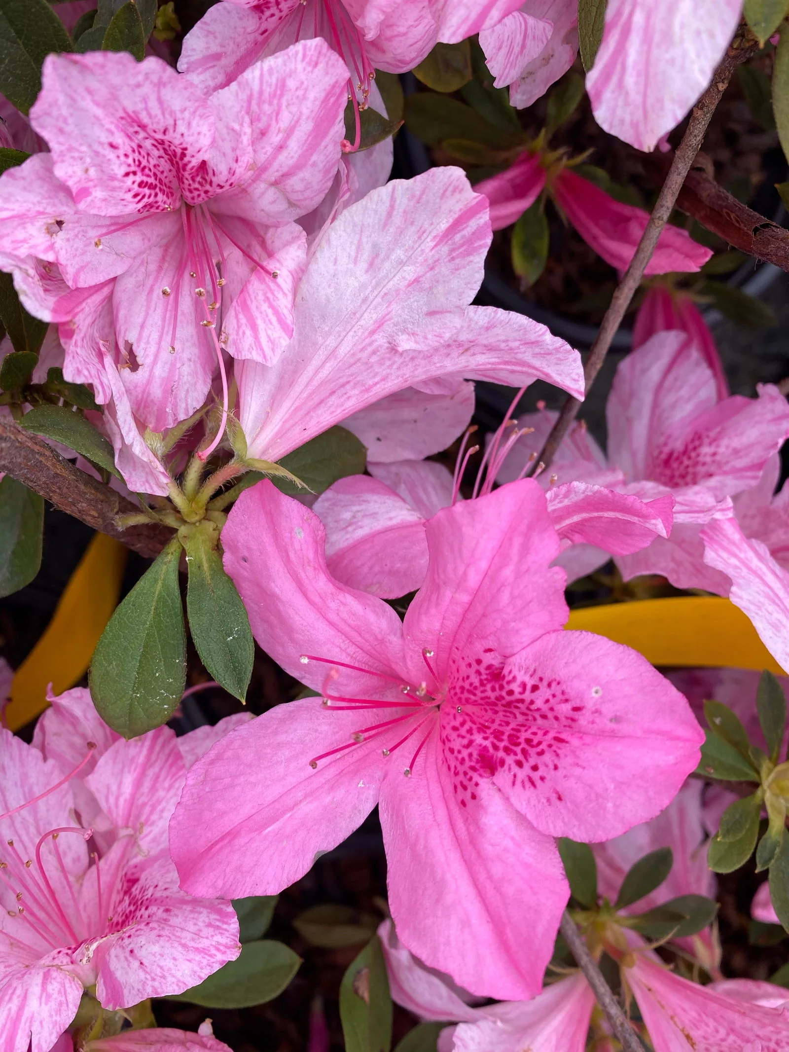 Azalea 'North Lake Beauty’ Pink Variegated Azalea - Image 13
