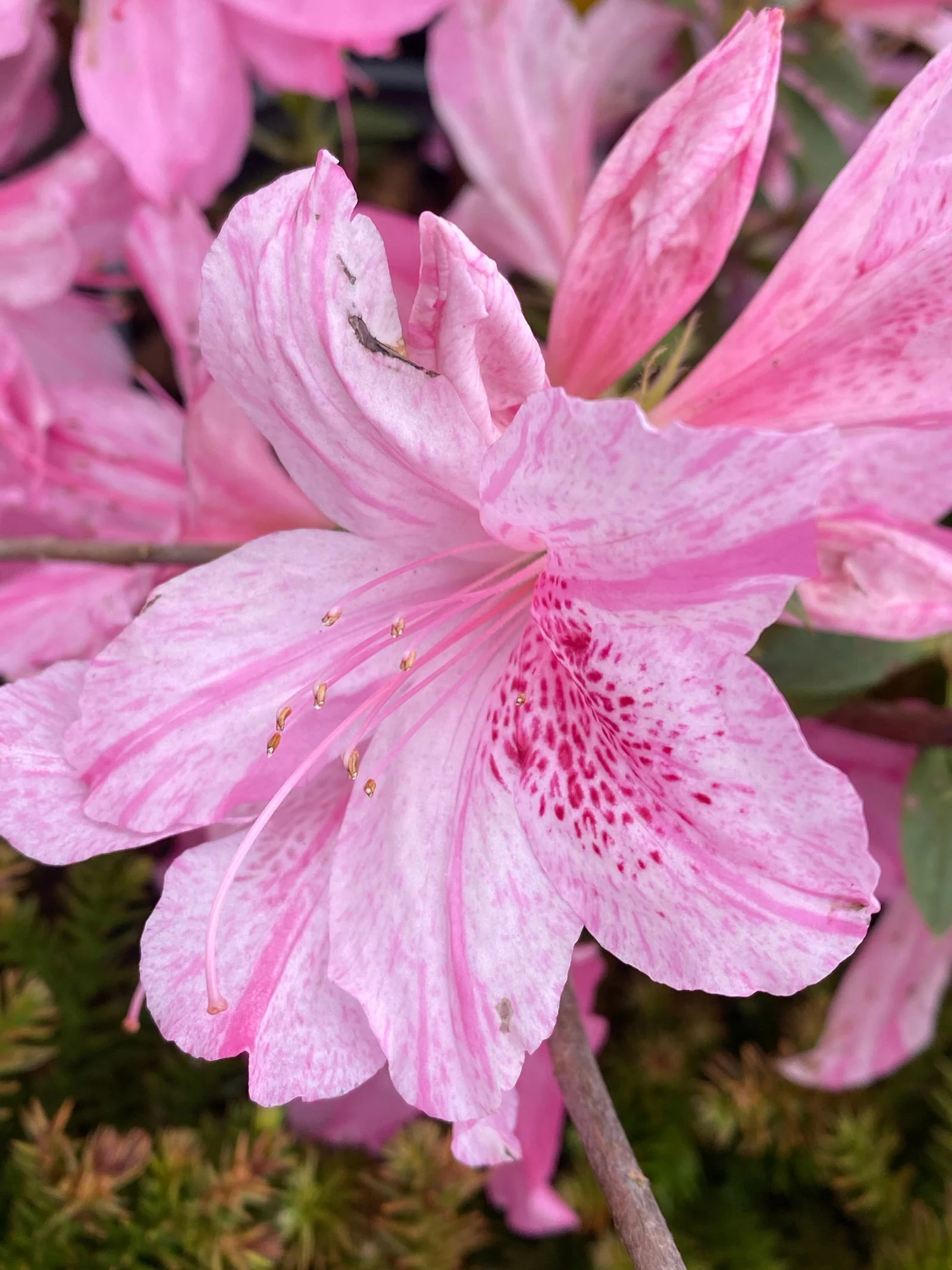 Azalea 'North Lake Beauty’ Pink Variegated Azalea - Image 14
