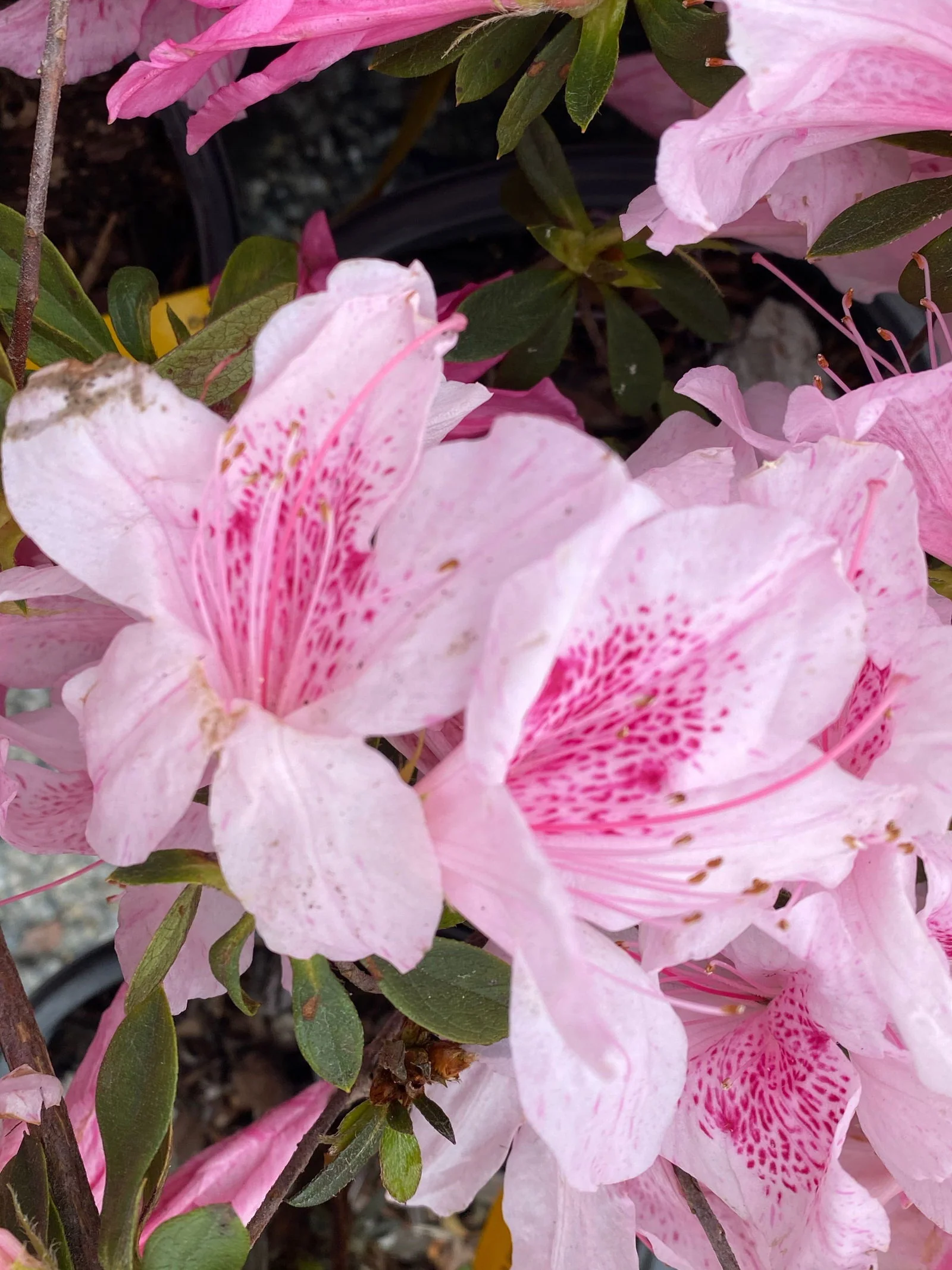 Azalea 'North Lake Beauty’ Pink Variegated Azalea - Image 15