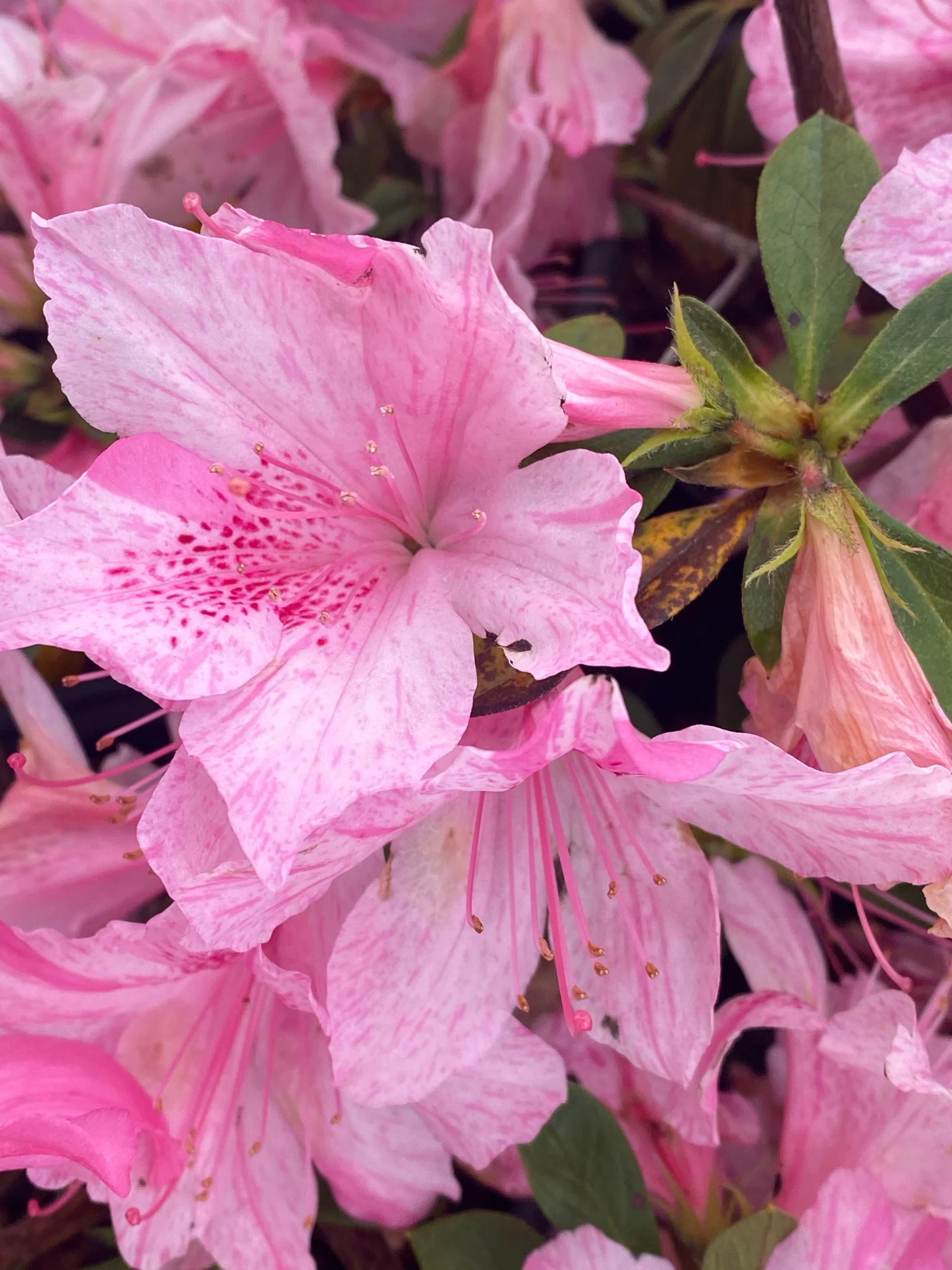 Azalea 'North Lake Beauty’ Pink Variegated Azalea - Image 16