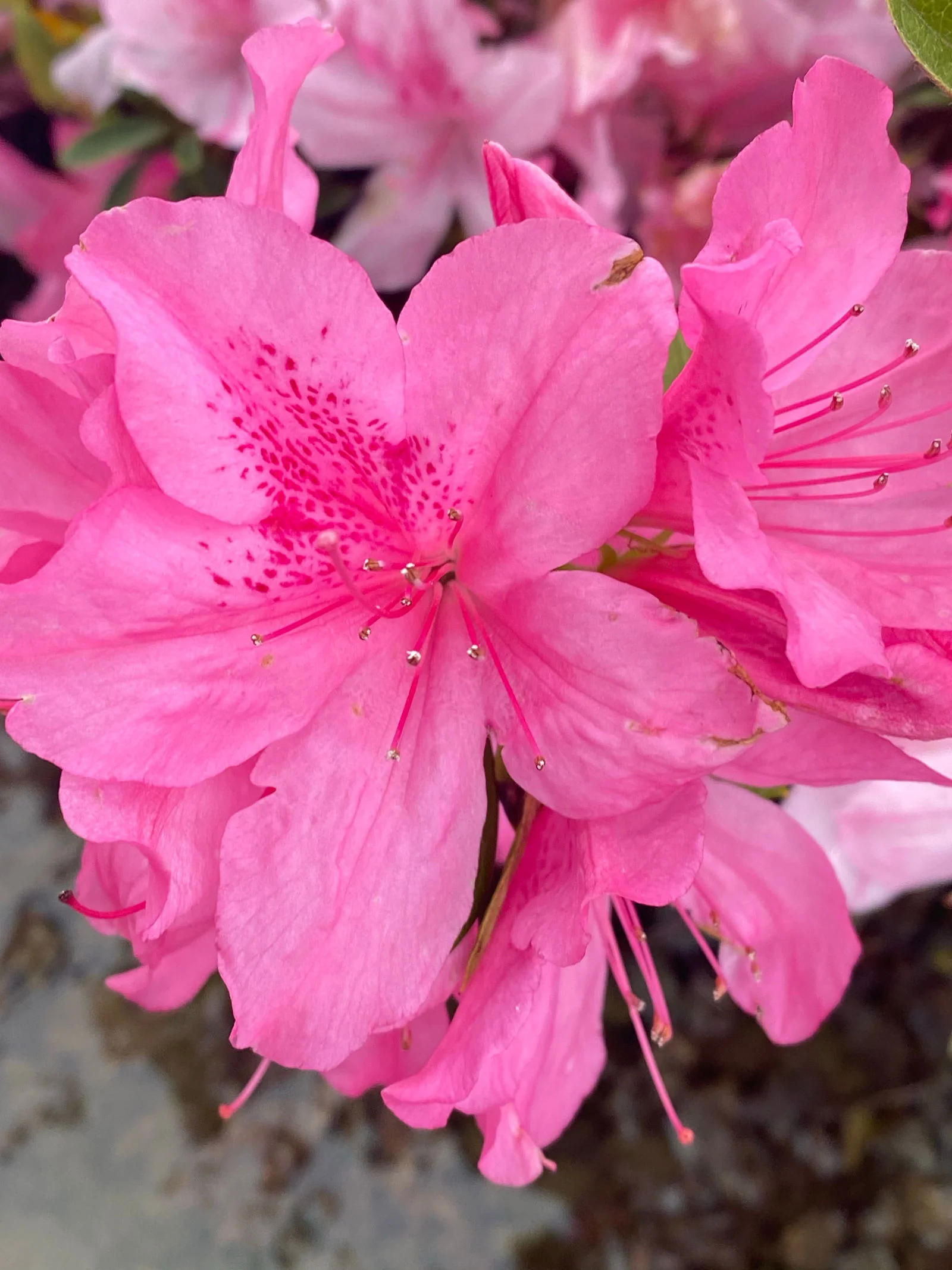 Azalea 'North Lake Beauty’ Pink Variegated Azalea - Image 17