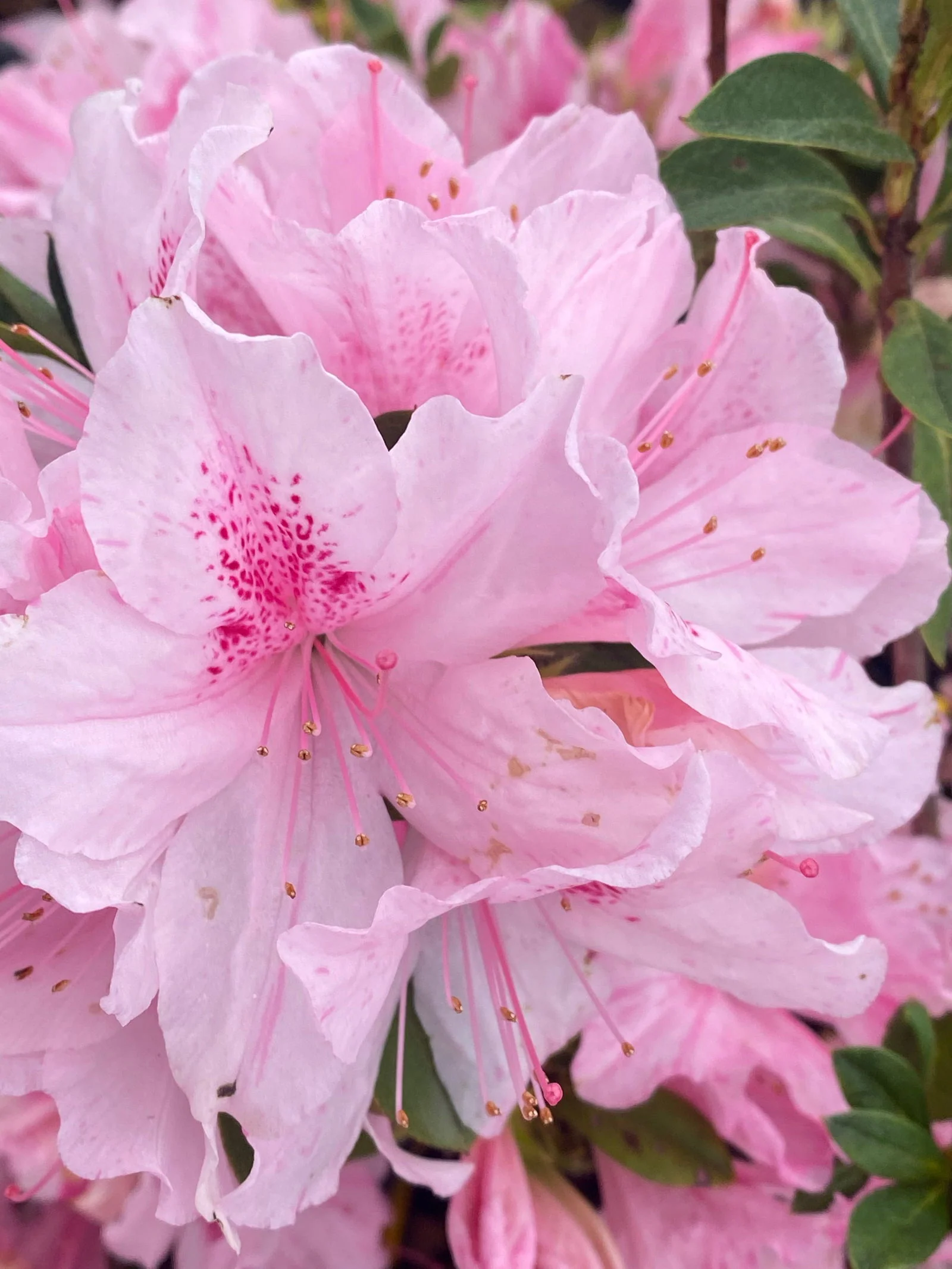 Azalea 'North Lake Beauty’ Pink Variegated Azalea - Image 18