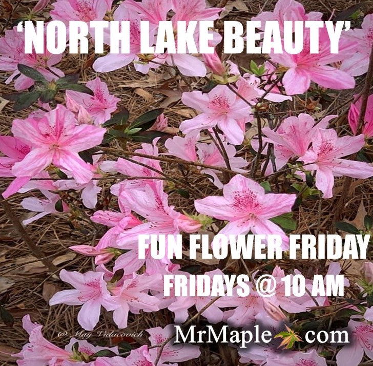 Azalea 'North Lake Beauty’ Pink Variegated Azalea - Image 19