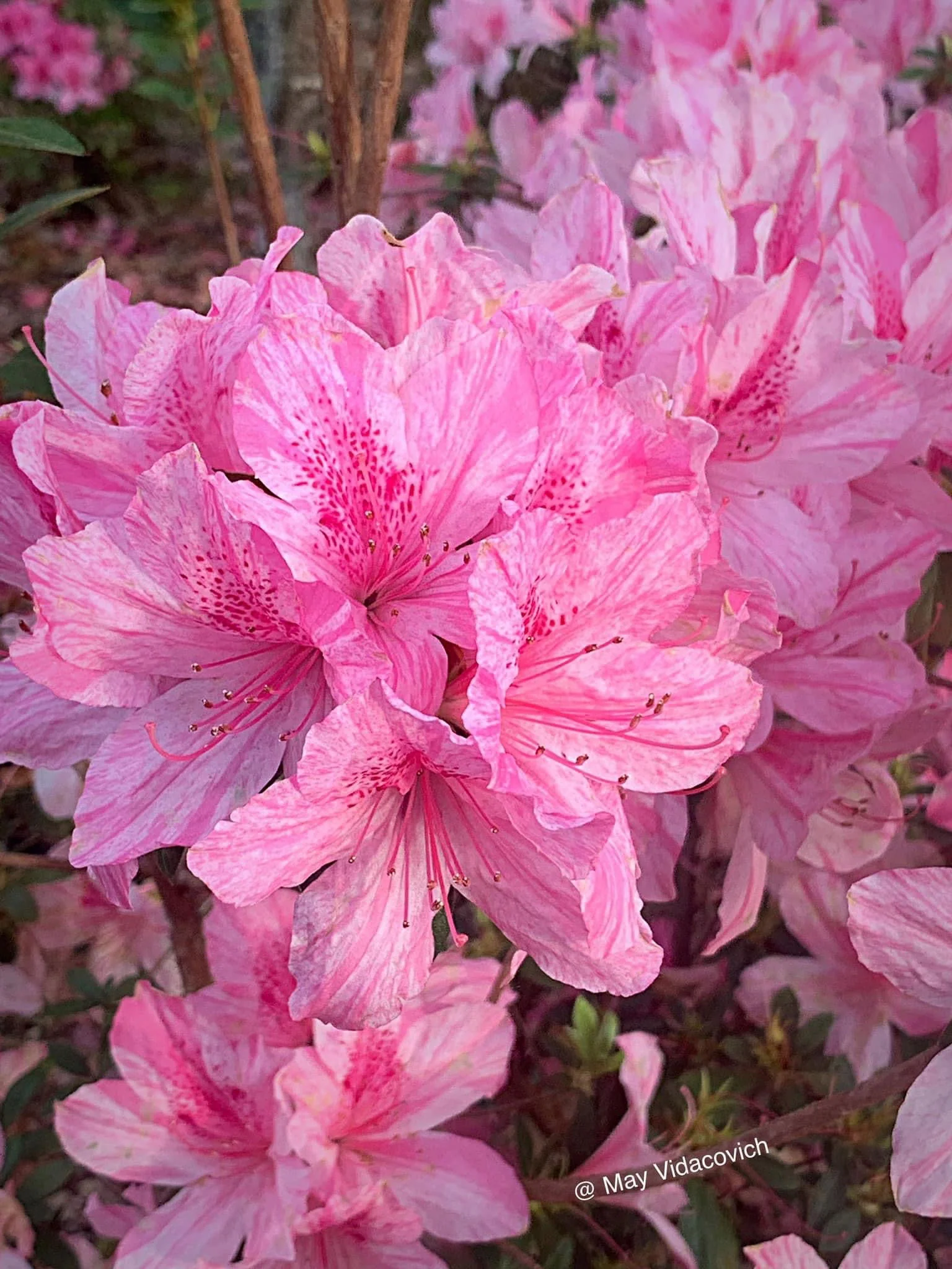 Azalea 'North Lake Beauty’ Pink Variegated Azalea - Image 20