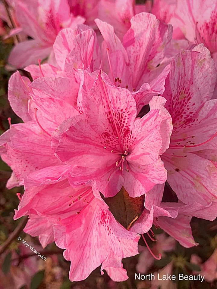 Azalea 'North Lake Beauty’ Pink Variegated Azalea - Image 21