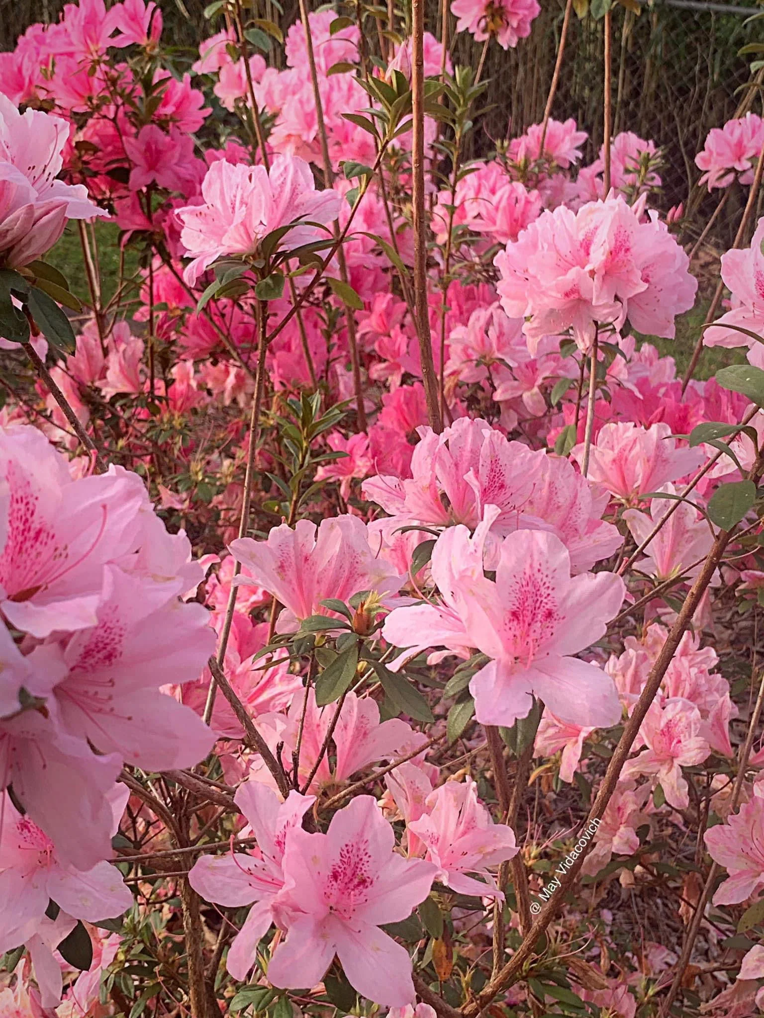 Azalea 'North Lake Beauty’ Pink Variegated Azalea - Image 22