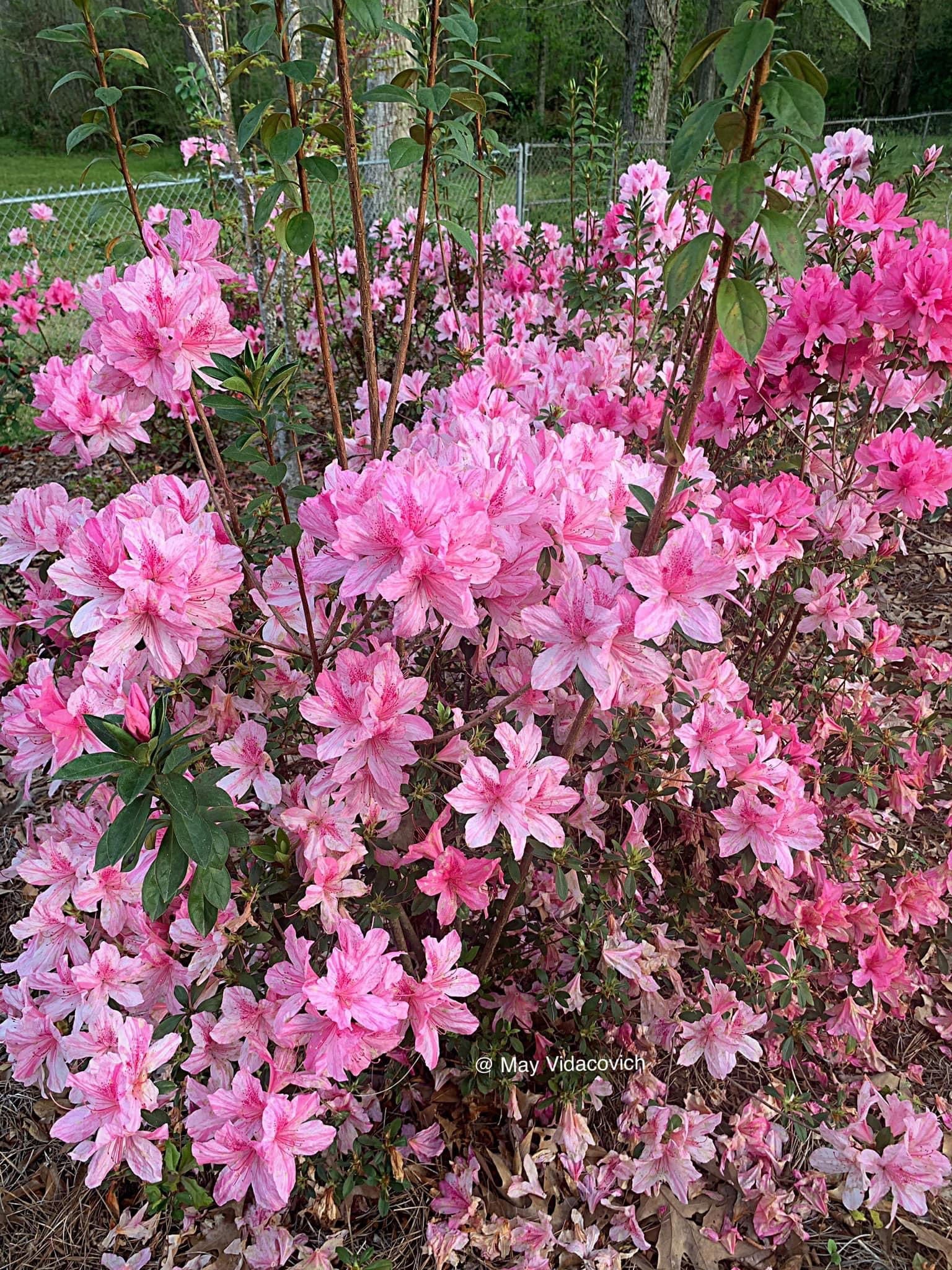 Azalea 'North Lake Beauty’ Pink Variegated Azalea - Image 24