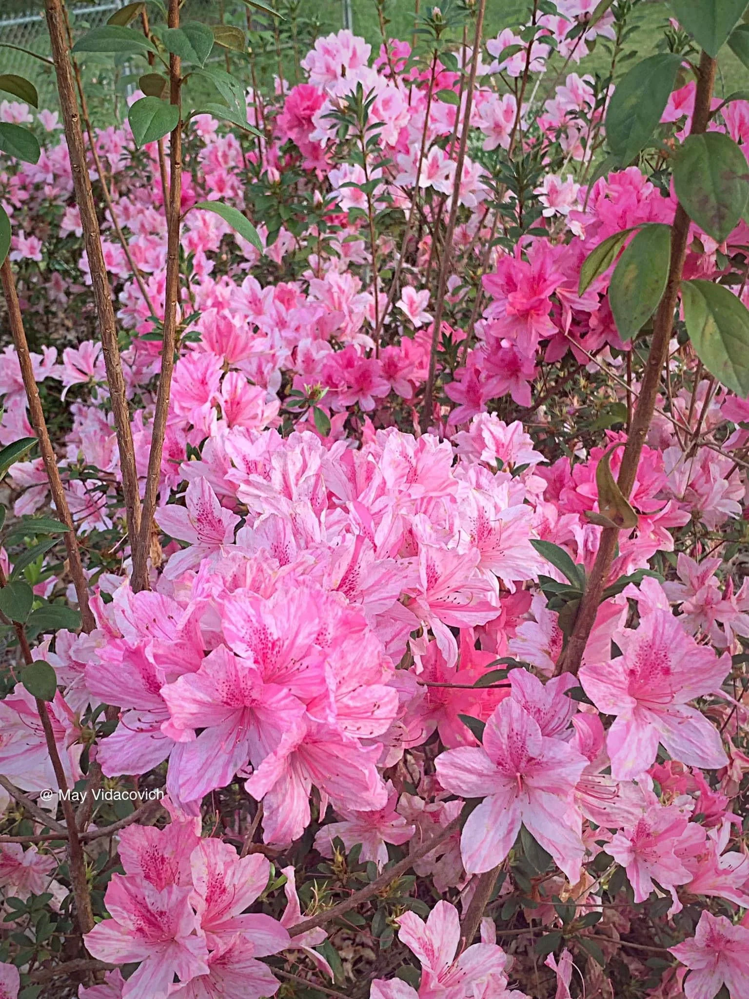 Azalea 'North Lake Beauty’ Pink Variegated Azalea - Image 25