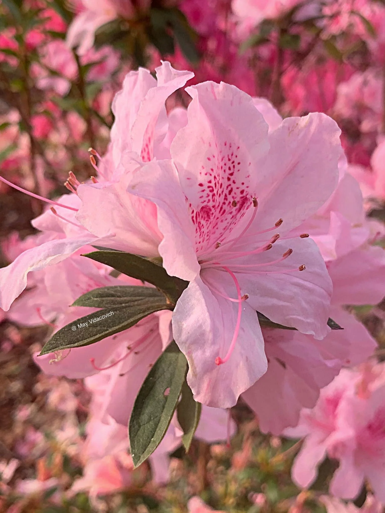 Azalea 'North Lake Beauty’ Pink Variegated Azalea - Image 26